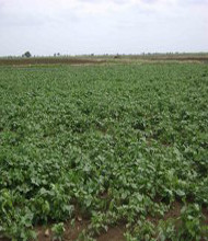 <h4>Village</h4>Farming.