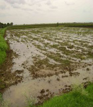 <h4>Village</h4>Farming.